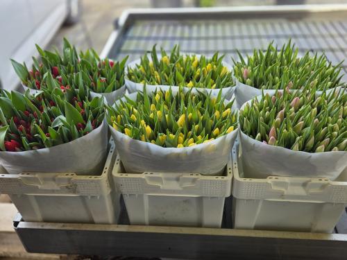 Verse Tulpen 10 stelen per bos