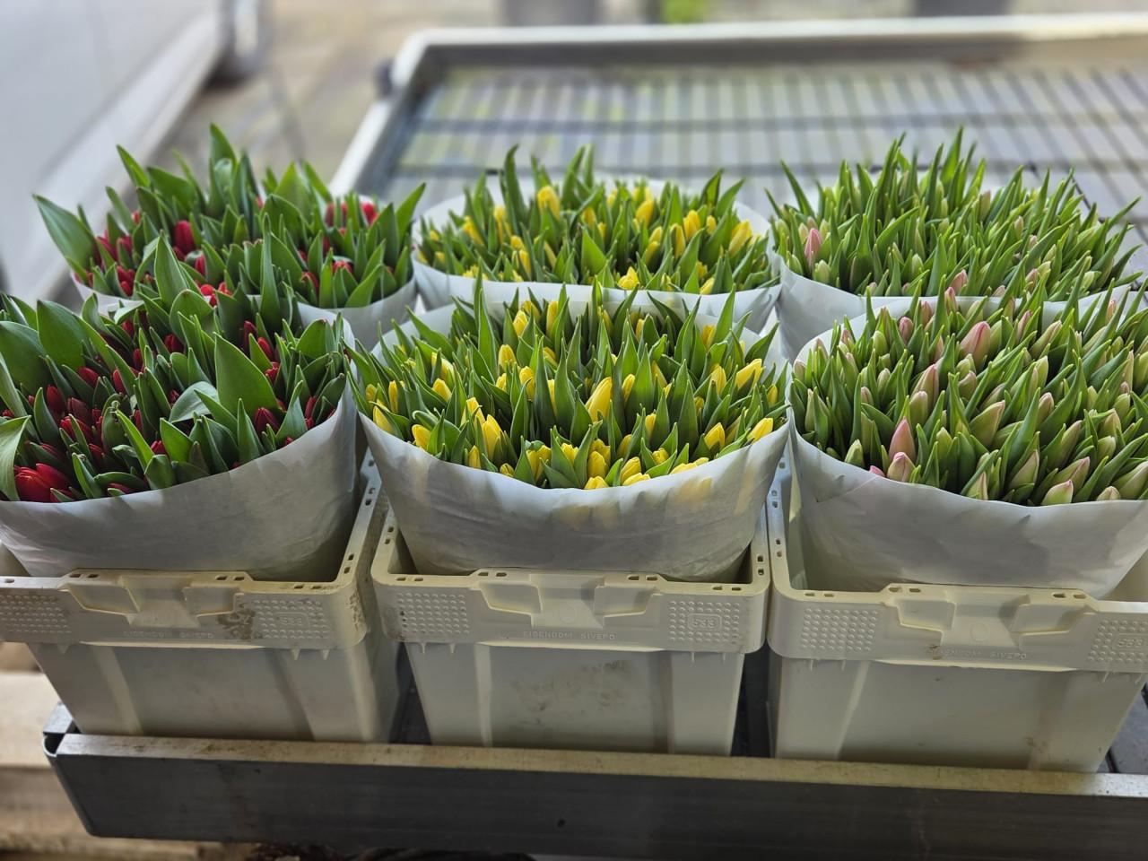 Verse Tulpen 10 stelen per bos