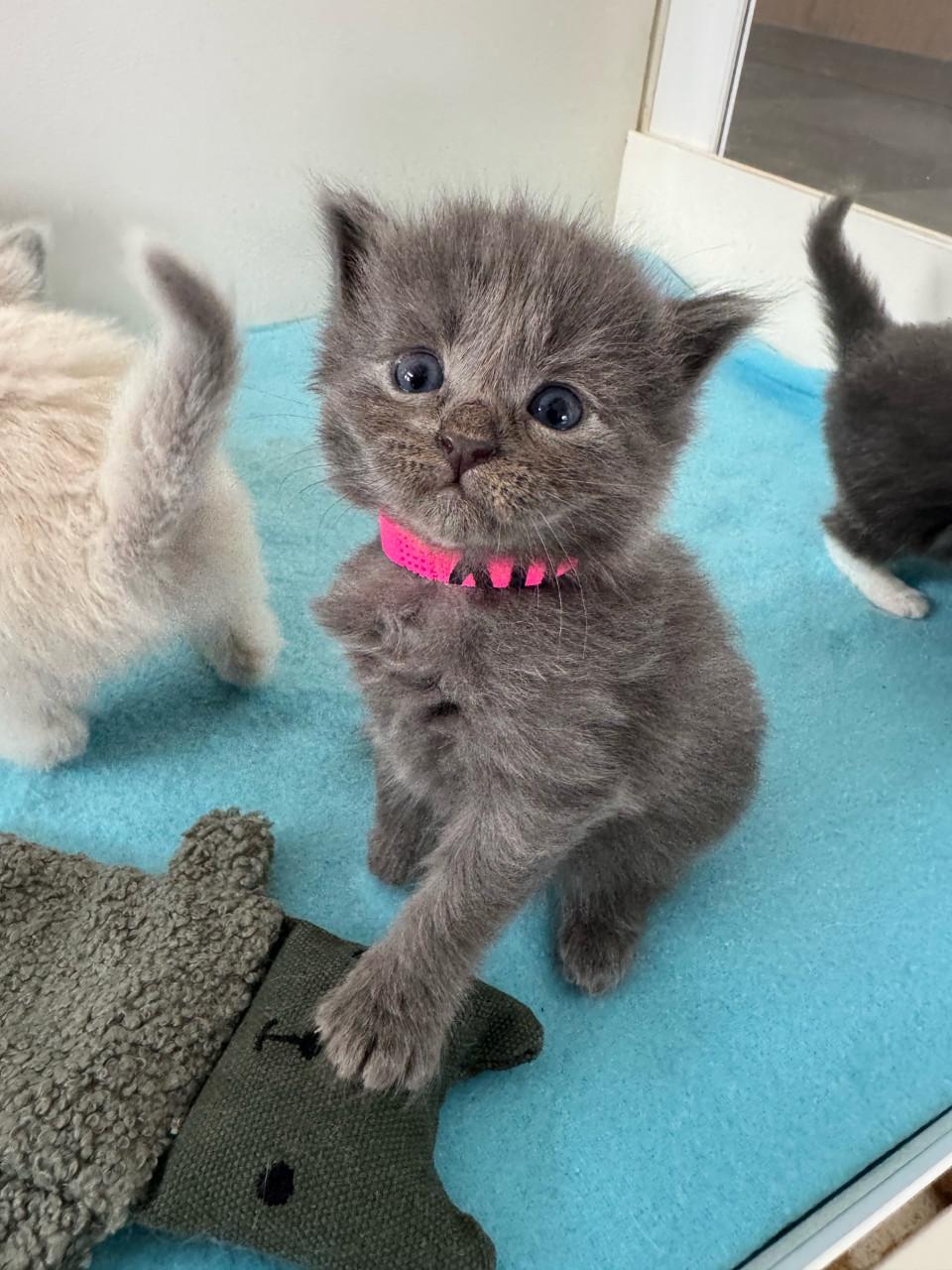 Ragdoll x Nebelung kittens katertjes en poesjes beschikbaar