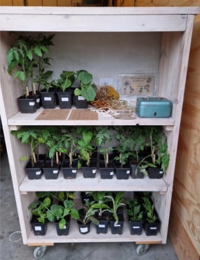 Plantenkraampje tijdens tuintjesmarkt Ellemeet (alleen vandaag!)