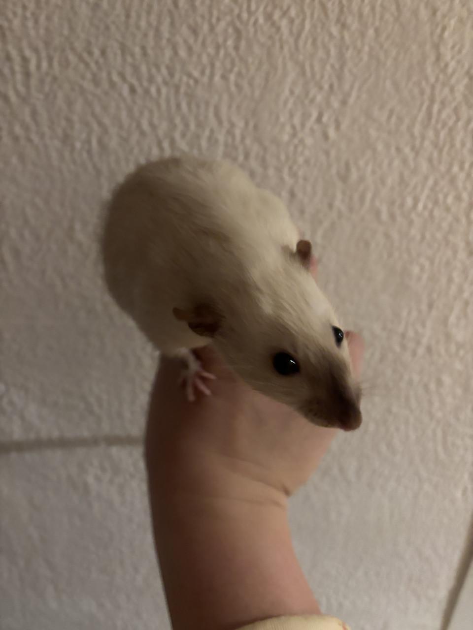 Siamese jongen ratjes te koop