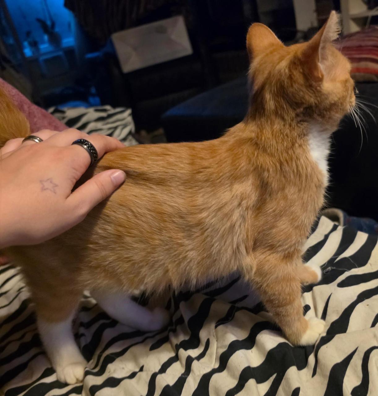 Kittens kruising pers/maincoon