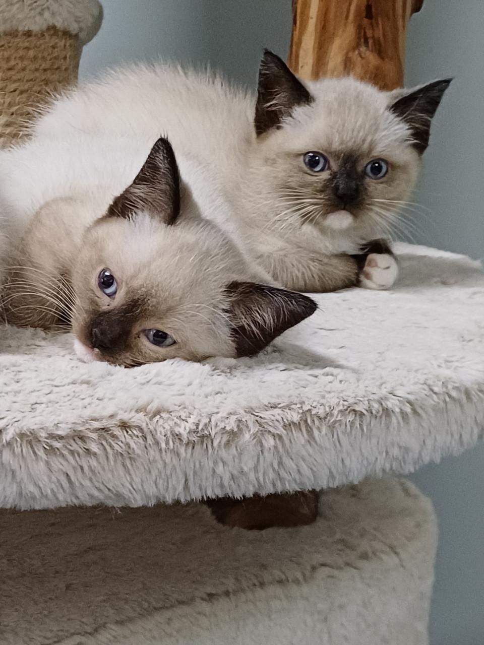 Prachtige Britse Korthaar x Ragdoll kittens beschikbaar.