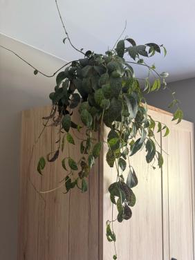 Kamerplant (lipstick plant ) nieuwprijs 17,50