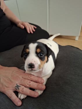 Boerenfox pups