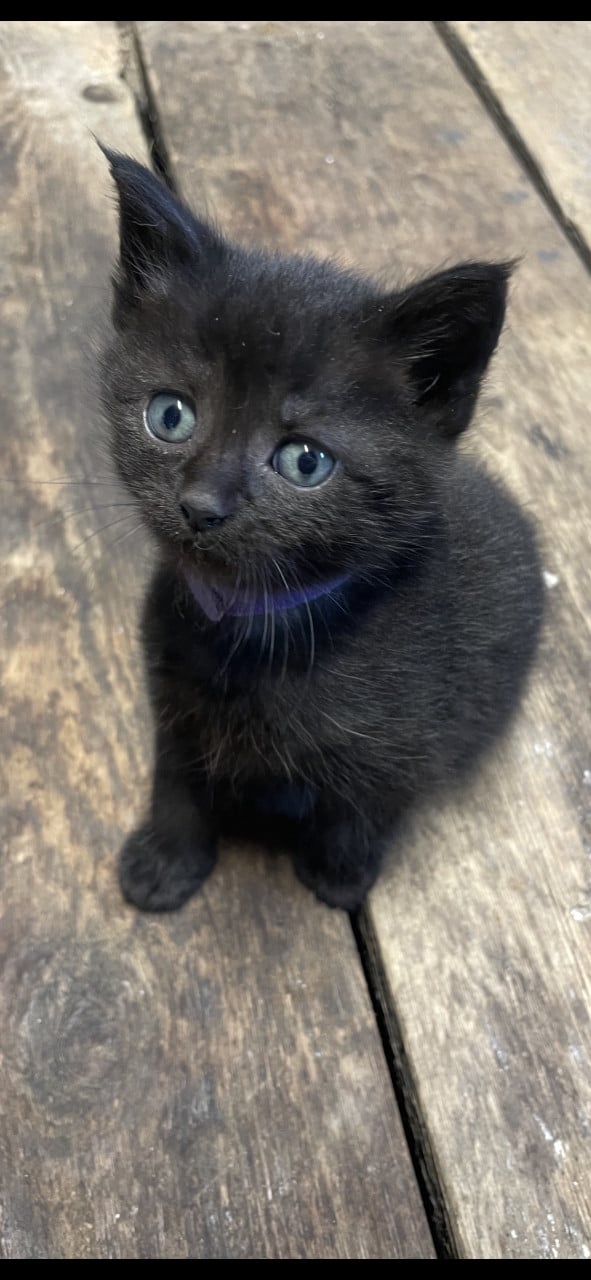 Kittens