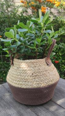 ( kamerplant) Crassula ovata /  jadeplant of geldplant