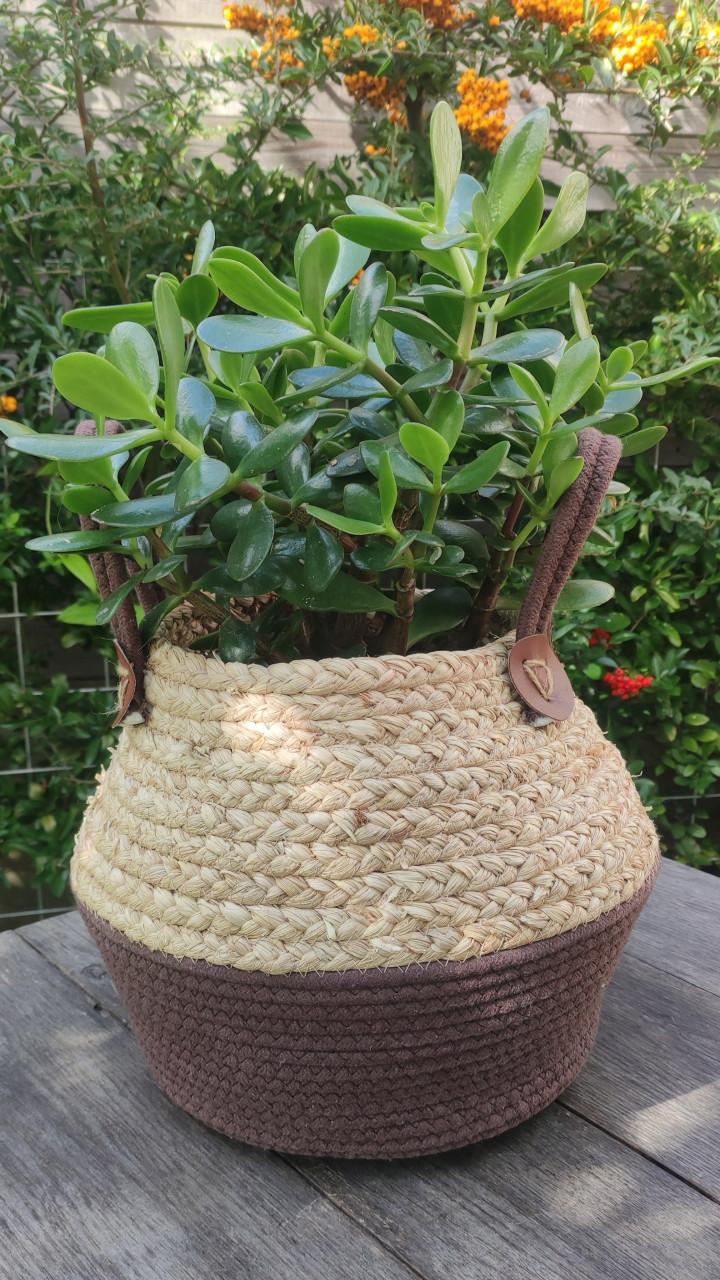 ( kamerplant) Crassula ovata /  jadeplant of geldplant