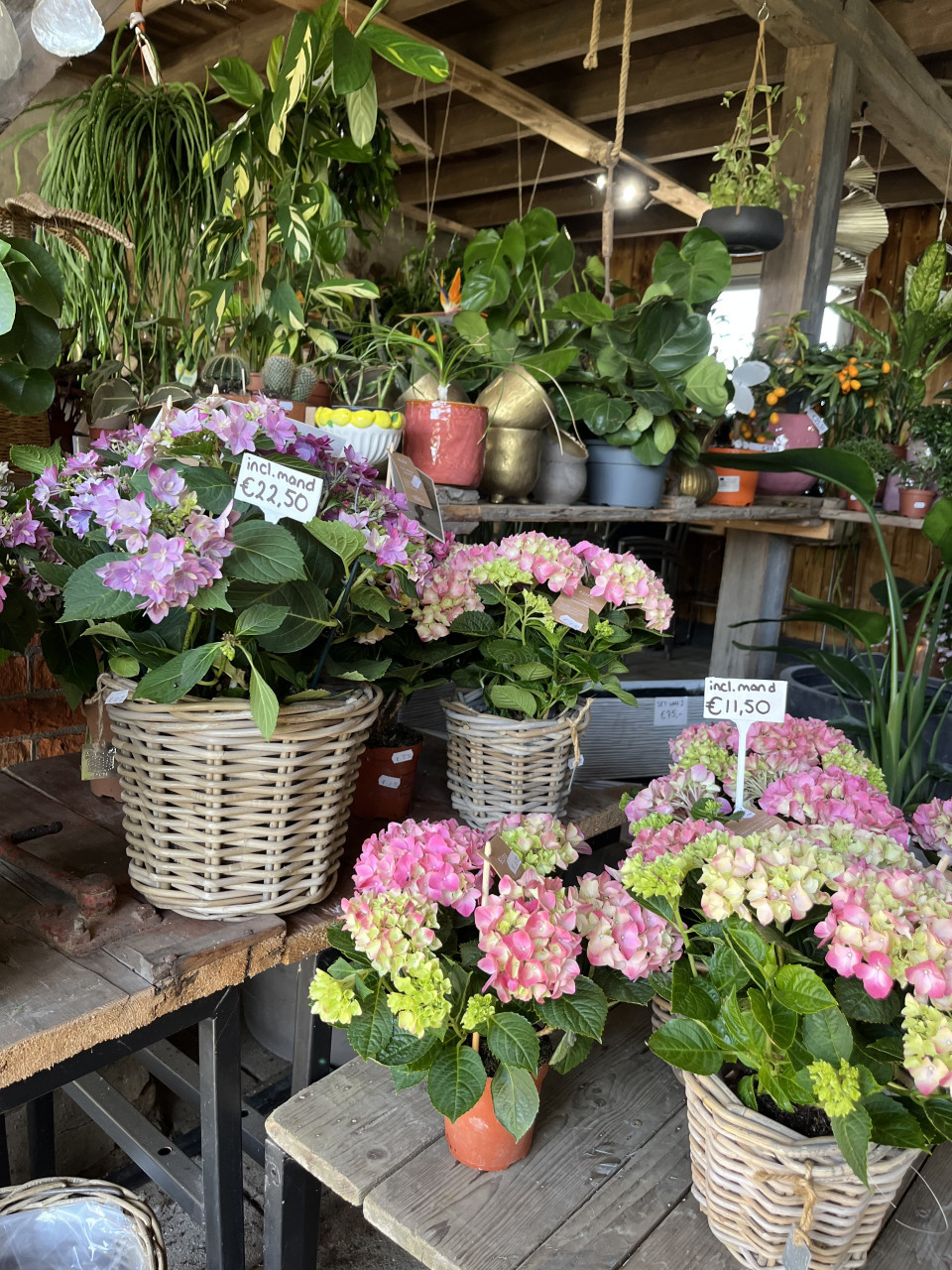 PLANTENKWEKERIJ ‘t GROENE LAND- Moederdagcadeaus