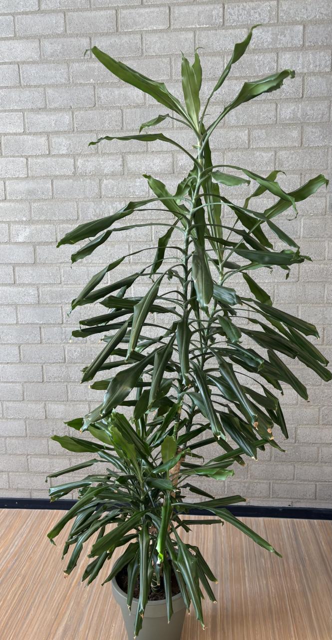 Grote Dracena kamerplant 190 cm hoog voor de prijs van een bos bloemen