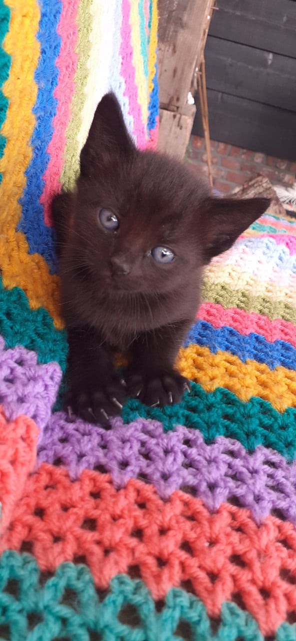 Prachtige lieve kittens 😻