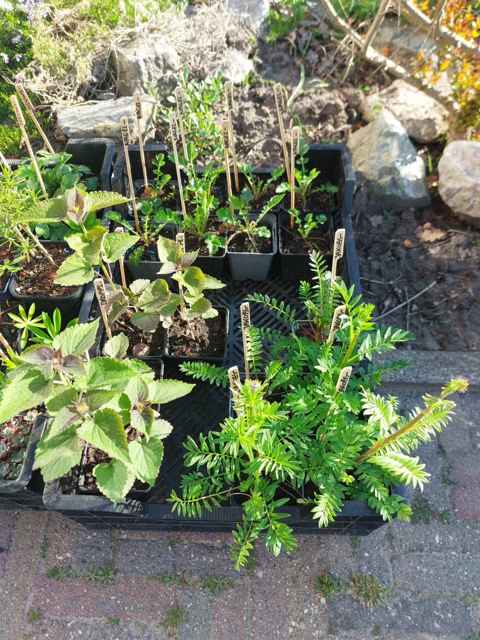 SIERTUIN EN MOESTUIN PLANTEN + BOMEN bij DE VOORDEUR