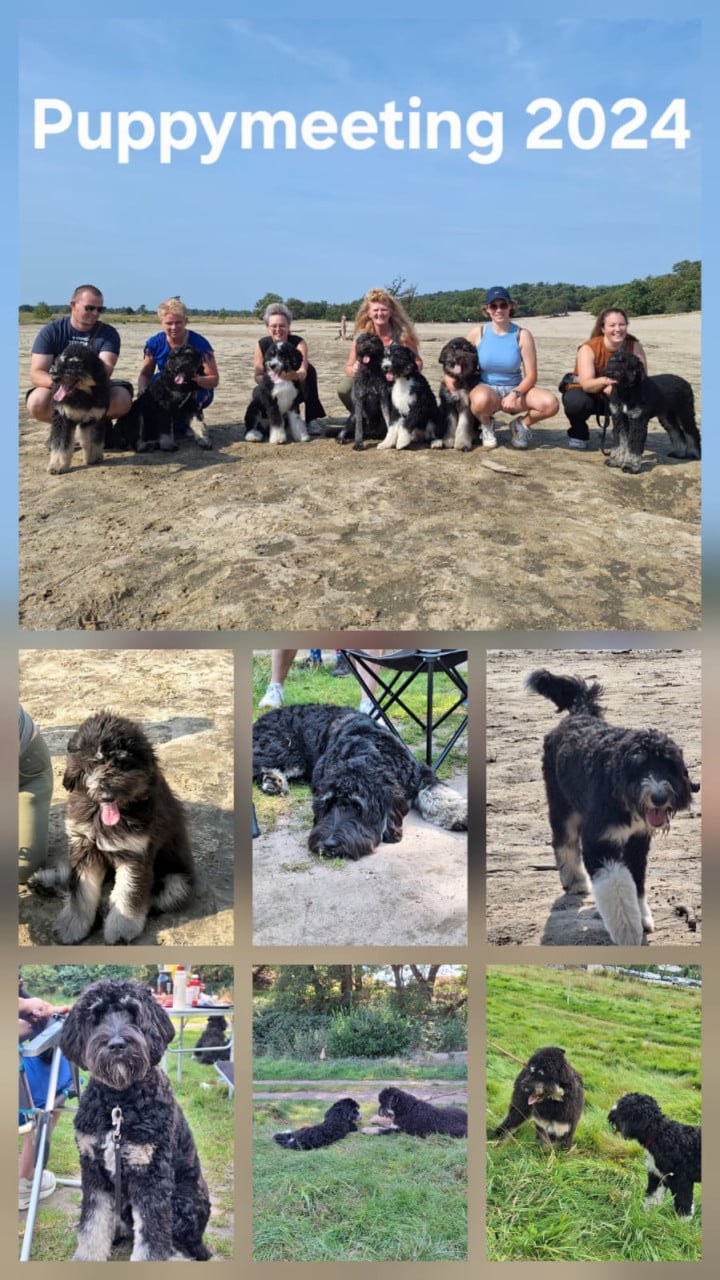 Bernedoodles One love