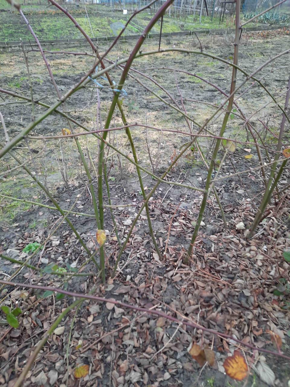 Bramenstekken, bessenstekken, druivenstekken