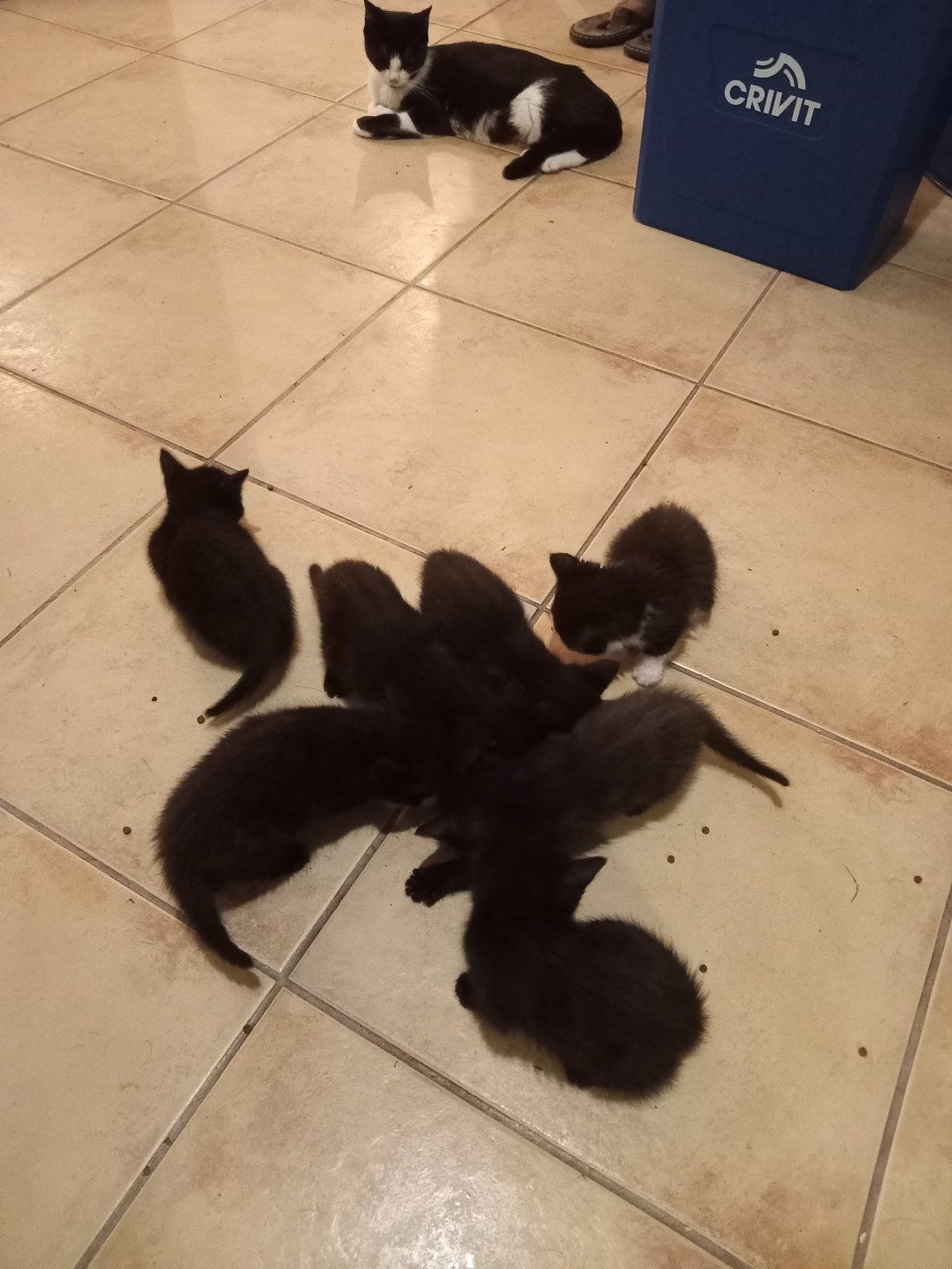 Kittens