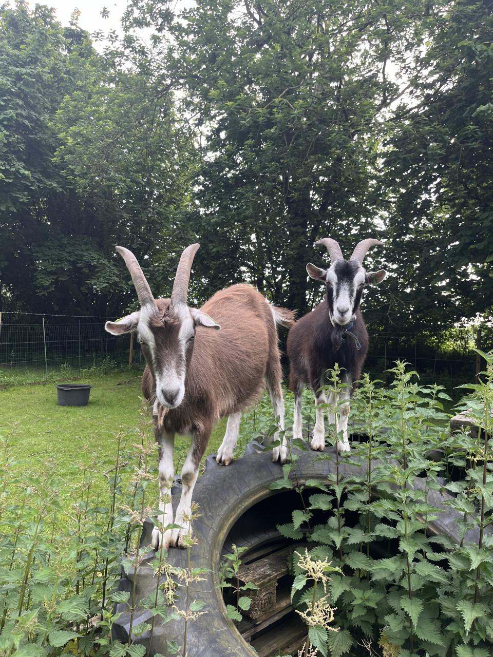 2 gecastreerde bokken