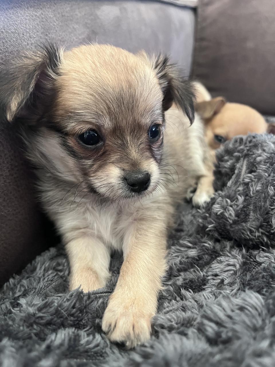 Chihuahua puppy