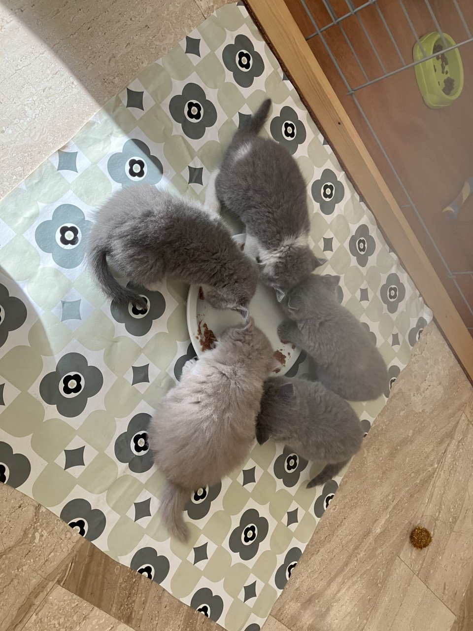 Brits Korthaar kittens