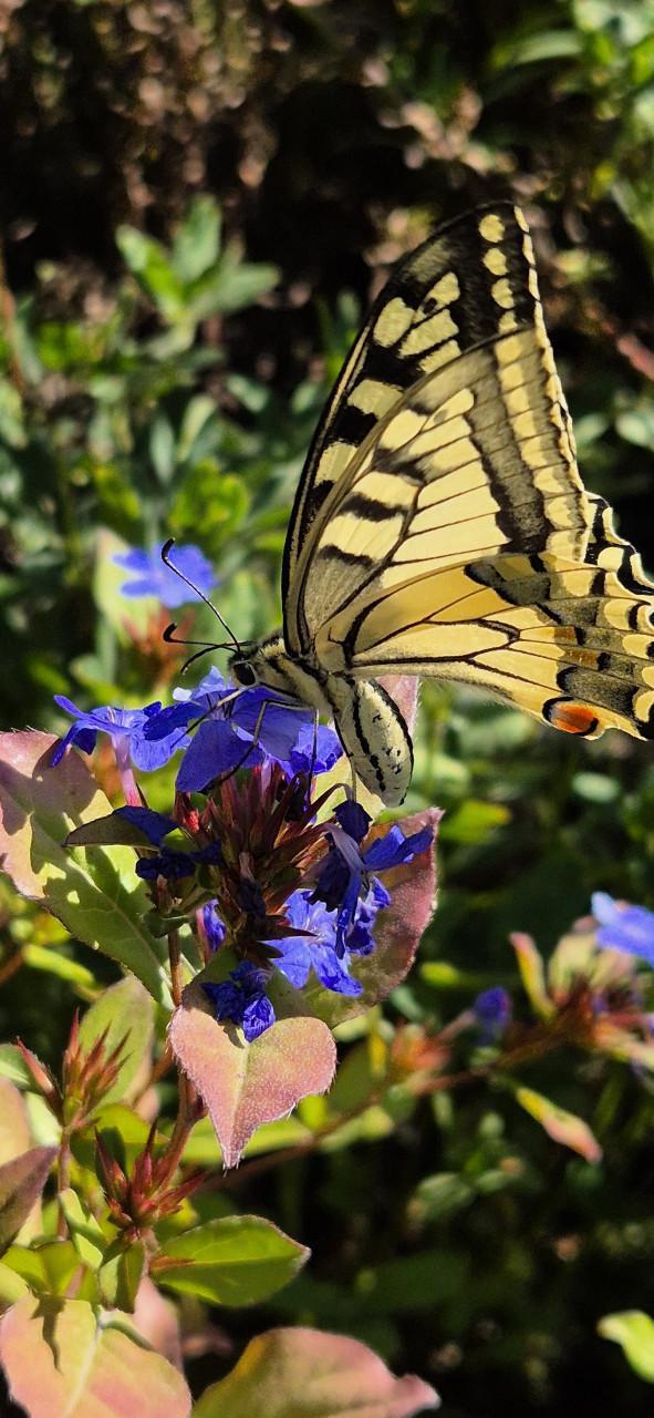 Nieuwe oogst Vaste planten bio