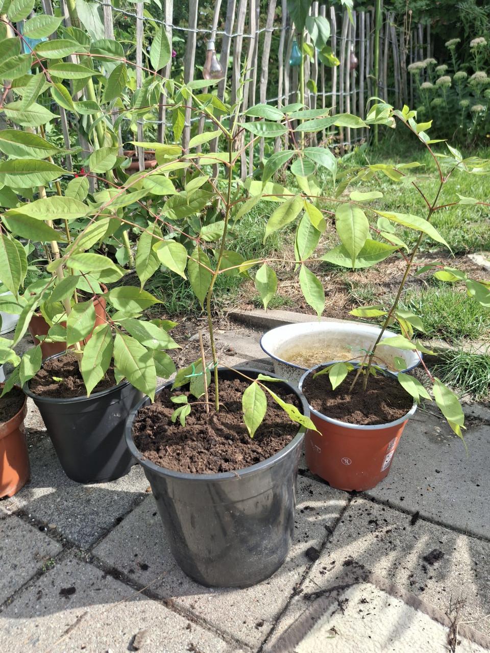 Bijenboom