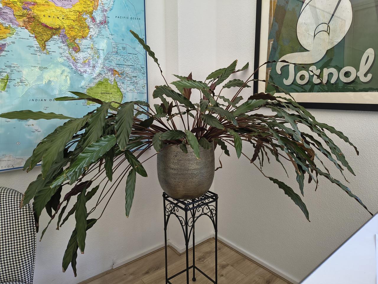 Goepertia crocata kamerplant; gereserveerd