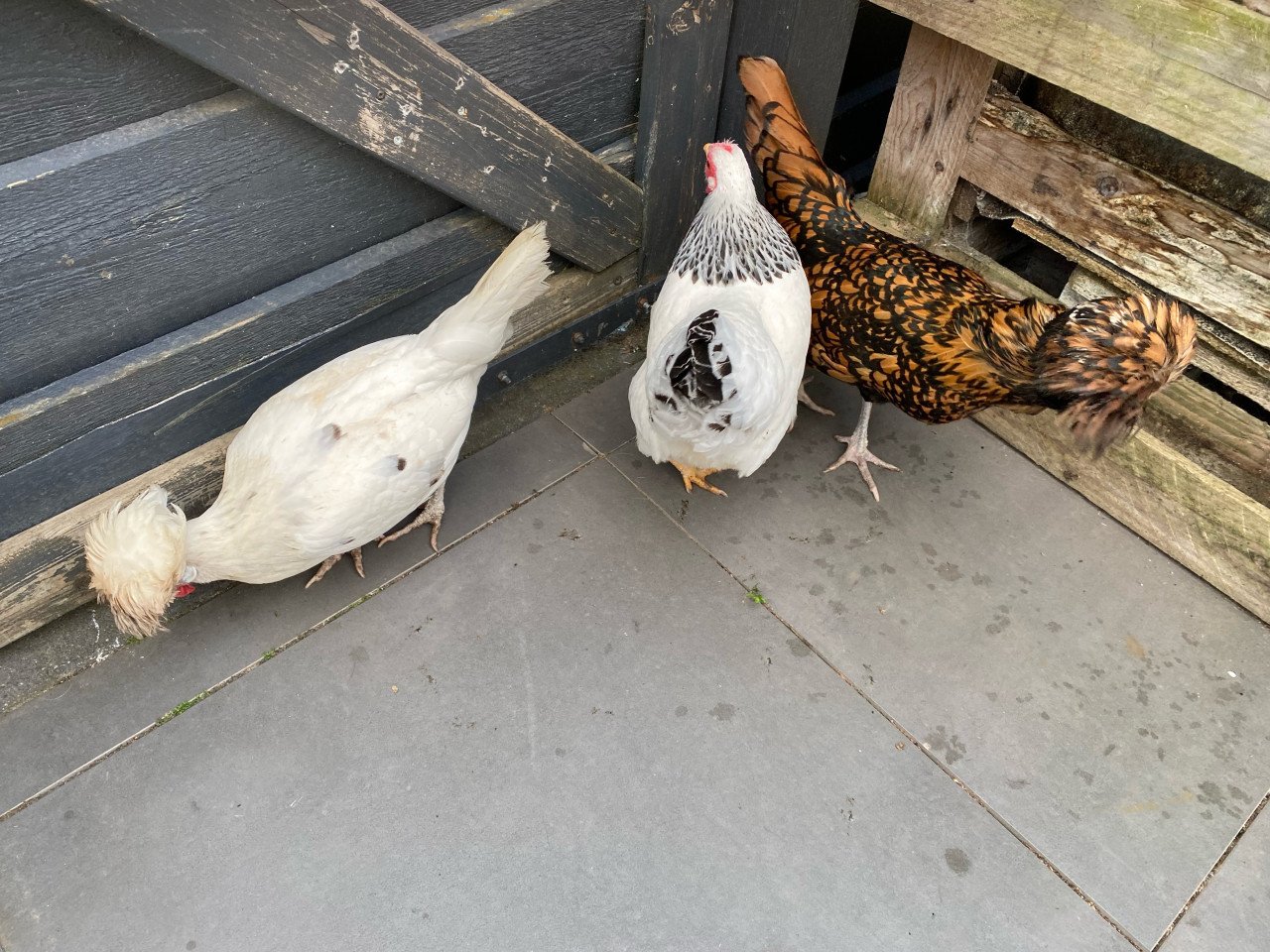 3 krielkipjes van 2 jaar oud