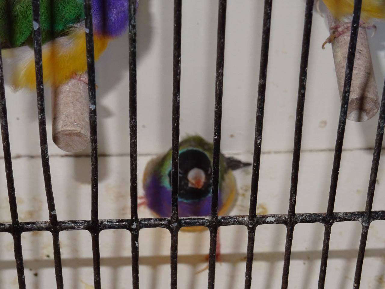 Te koop nog drie koppeltjes Goldsamadines overjarige