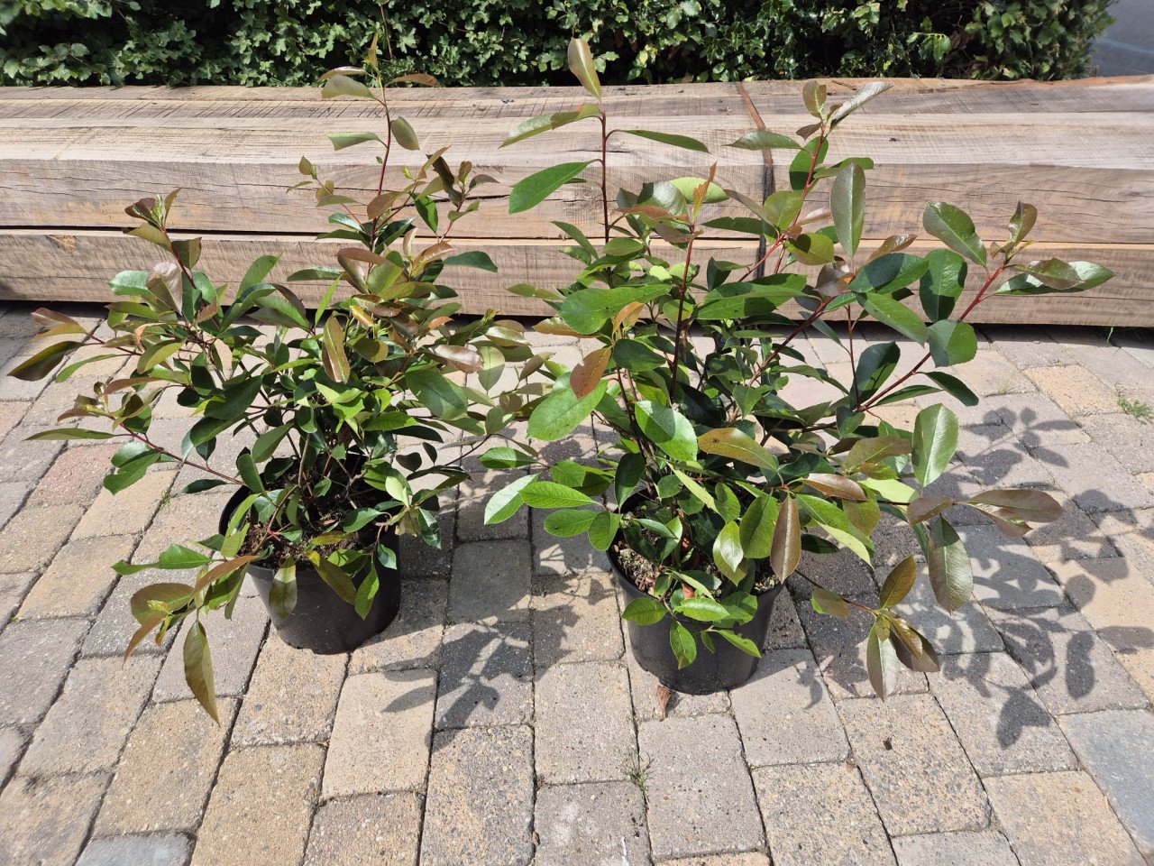 Red Robin haagplanten 60-80 cm nu met 50% korting