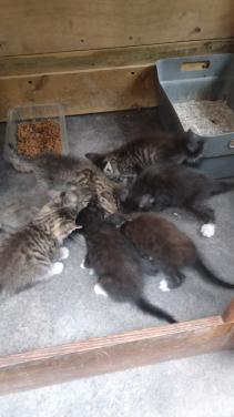 Kittens