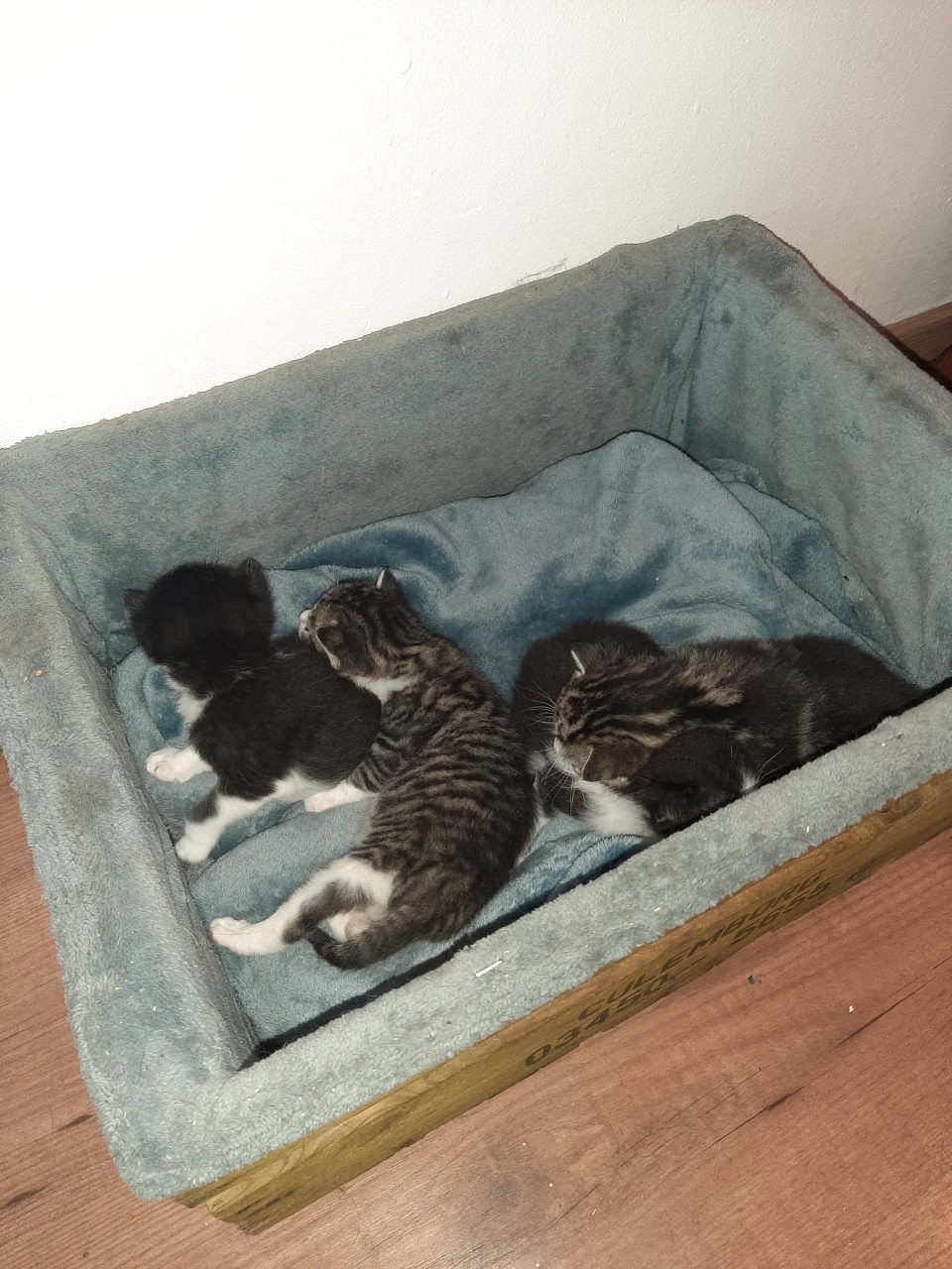 Kittens