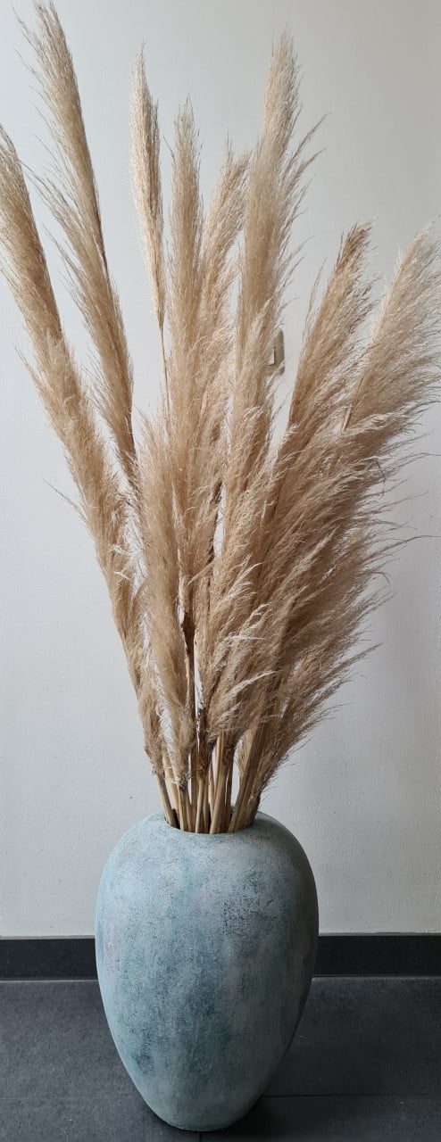 Pampas pluimen €1,50 per stuk
