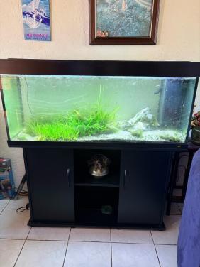 Juwel aquarium 240l