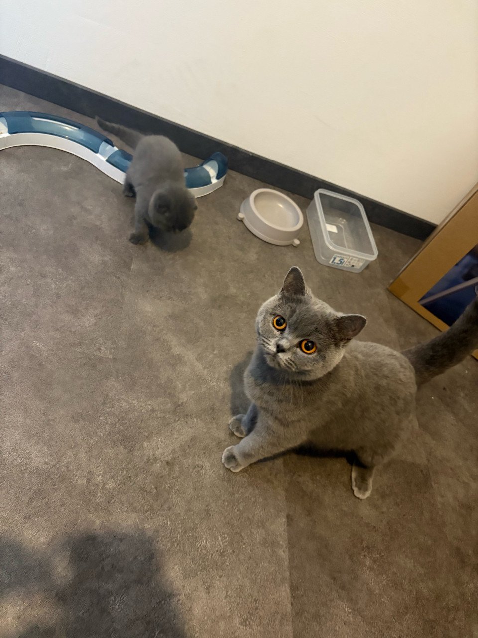 Britse Korthaar Kittens