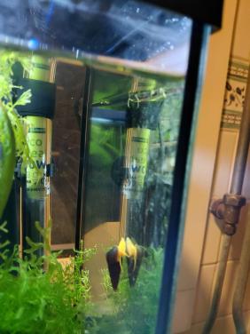 Puntslakken Aquarium.