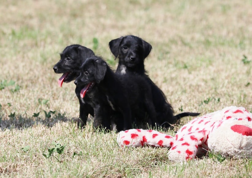 Super leuke kruising pups