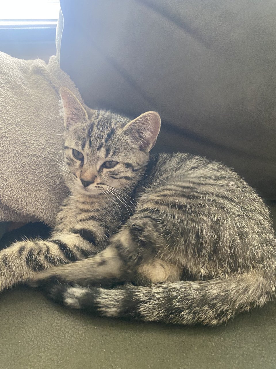 Kittens Bengaal- blauwe Rus