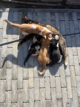 Kitten