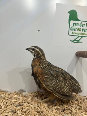 4-4 harlekijn kwartels
