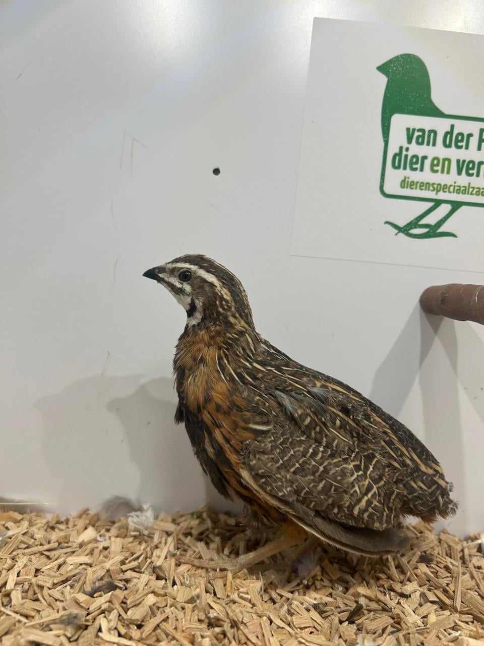 4-4 harlekijn kwartels