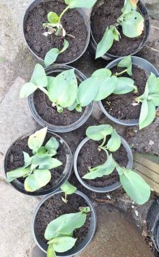 Hosta