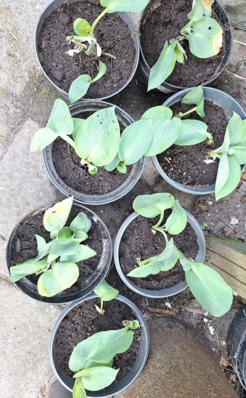 Hosta