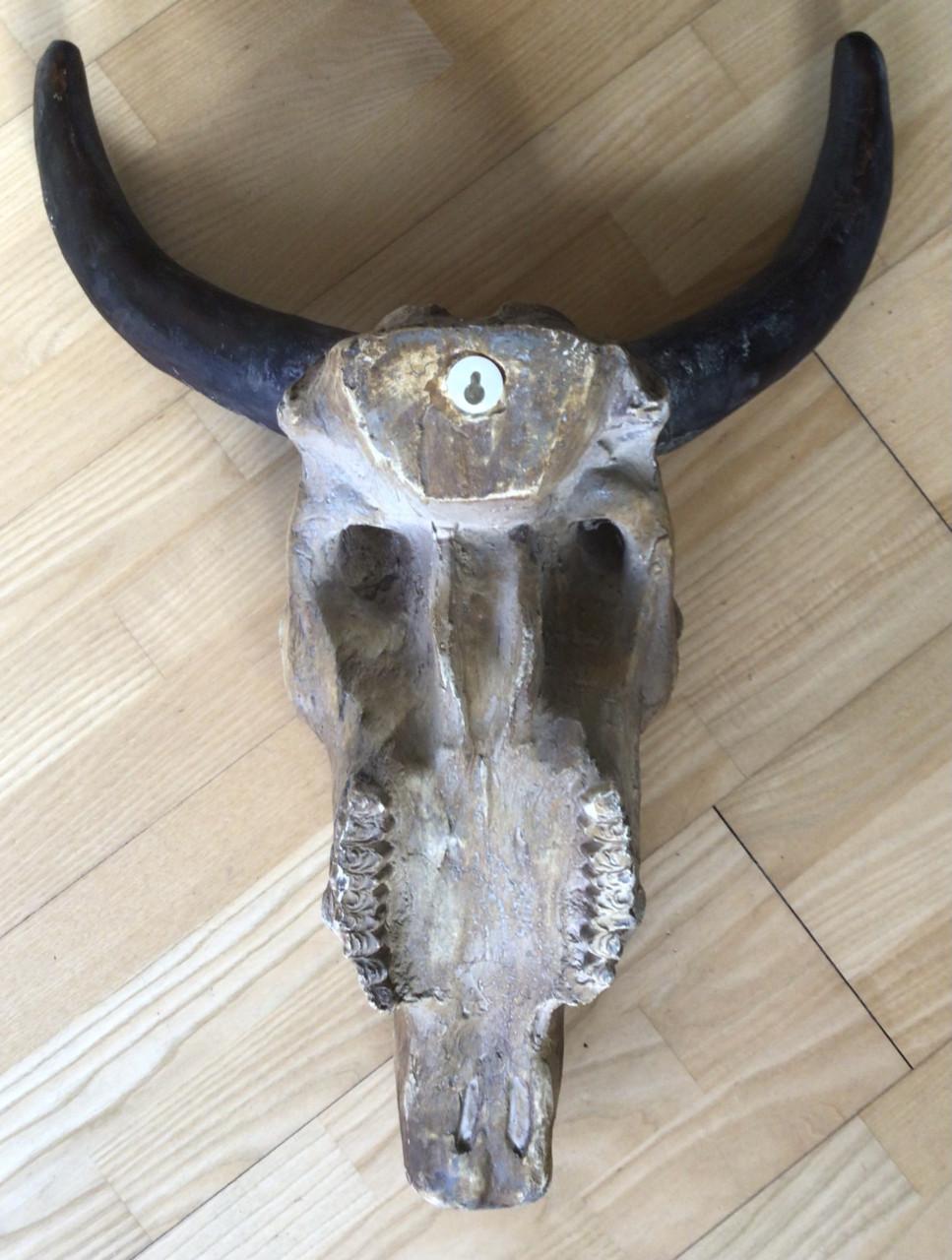 Decoratieve gipsen schedel van een waterbuffel