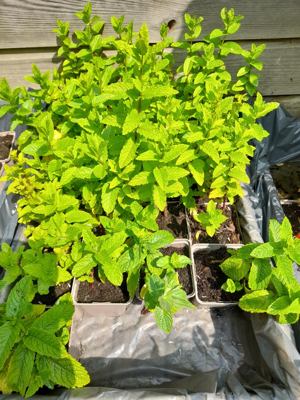 Diverse vaste planten