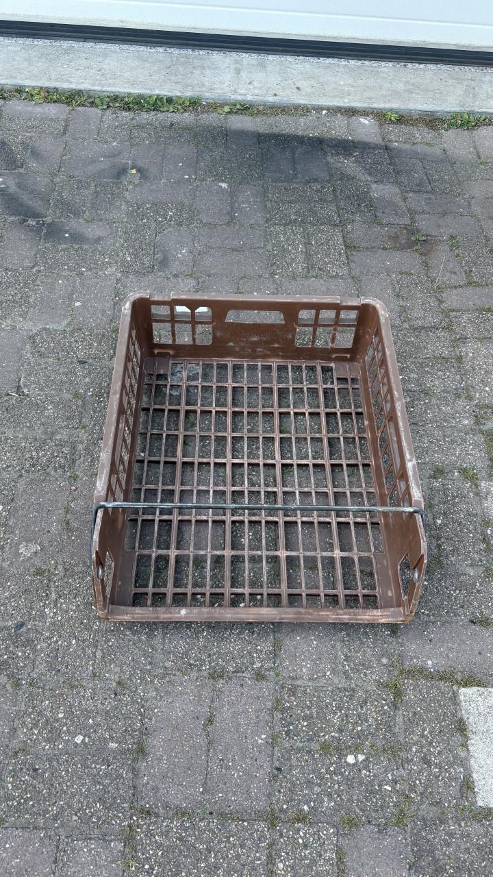 Broodkratten