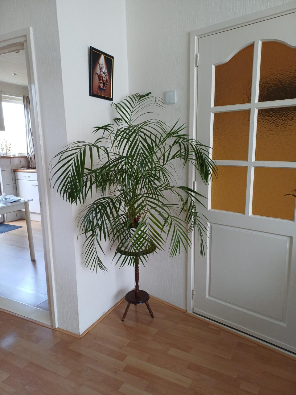 Grote kamerplant varen