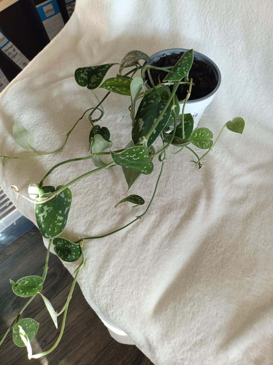 Jinge hangplant