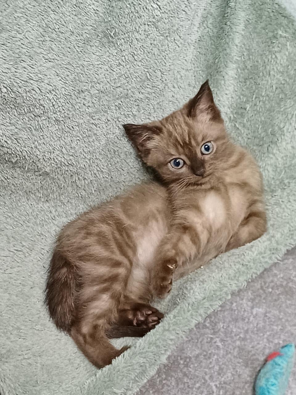 Prachtig getekend poesje Britse Korthaar x Ragdoll kitten
