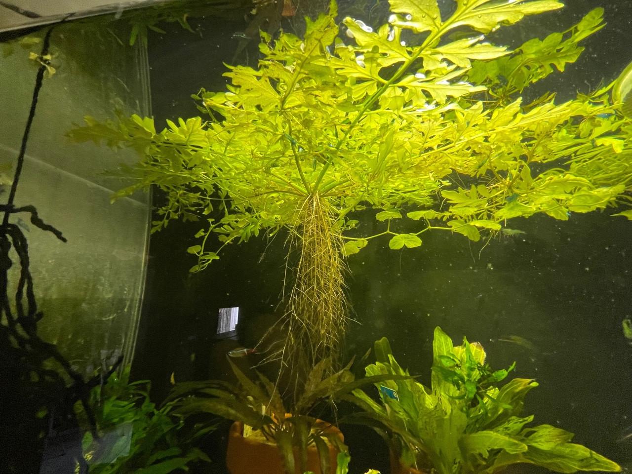 Eikenbladvaren - Ceratopteris cornuta