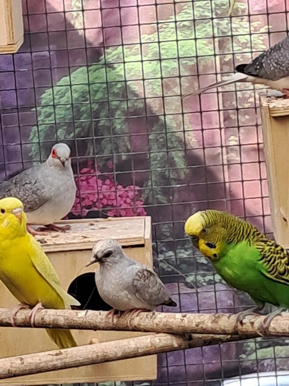 Koppel grasparkieten en 4 jongen.