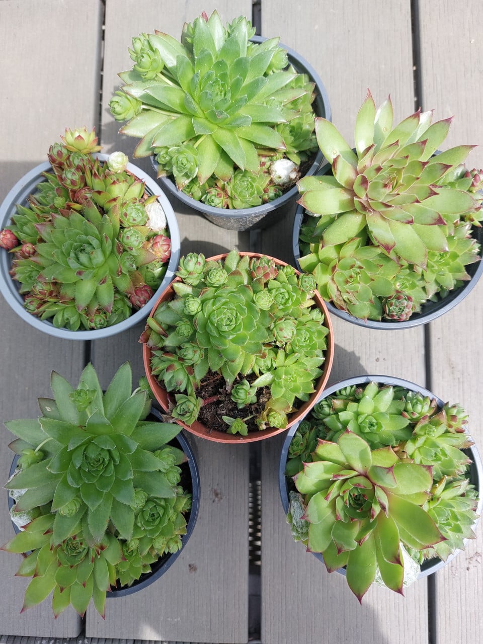 Sempervivum. Vetplant.